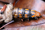Case Moth (Metura elongatus) (Metura elongatus)